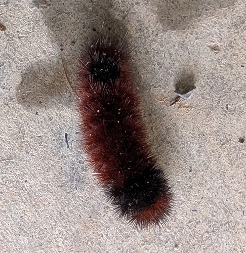 Isabella Tiger Moth