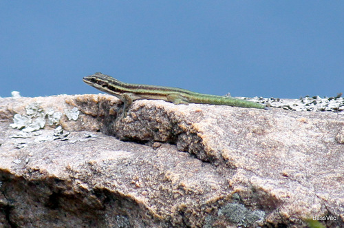 Barbour's Day Gecko