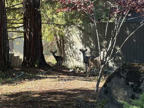 Mule Deer