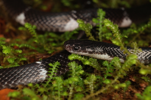 Ceylon Krait