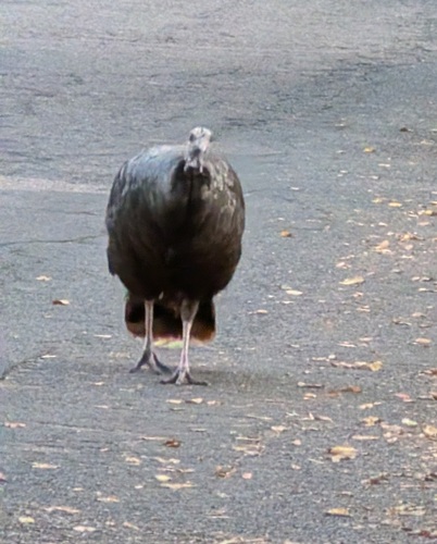 Wild Turkey