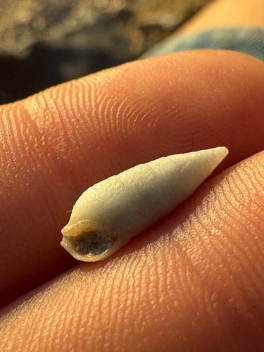 Cerithium nesioticum observed 2026-10-11