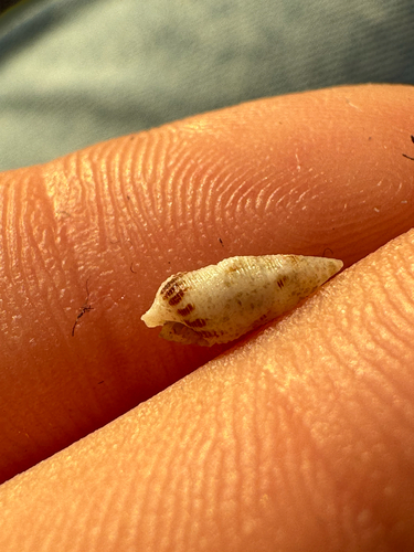 Cerithium observed 2026-10-11