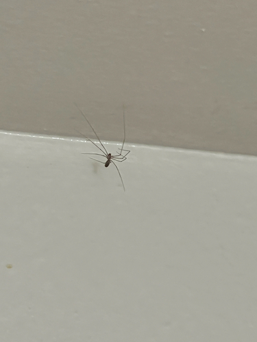 Long-bodied Cellar Spider