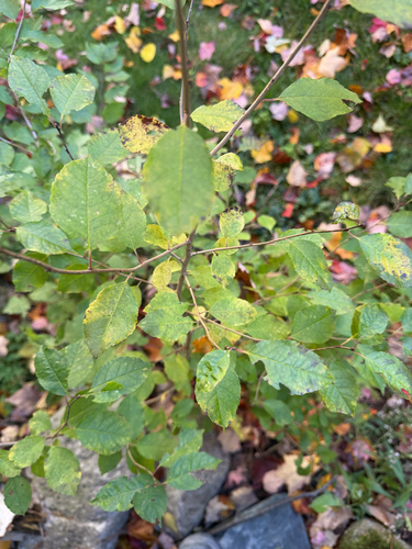 winterberry holly