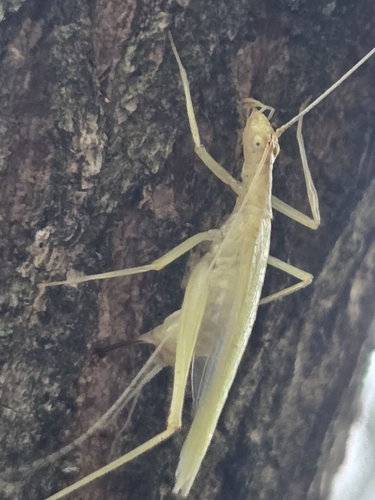 Narrow-winged Tree Cricket