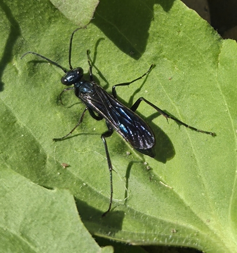 Chalybion californicum observed 2026-10-15