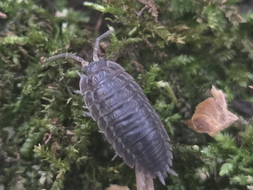 Rathke's Woodlouse