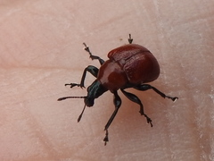 Homoeolabus analis