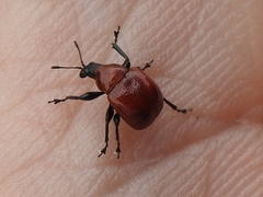 Homoeolabus analis