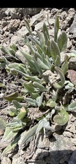 Phoenicaulis cheiranthoides