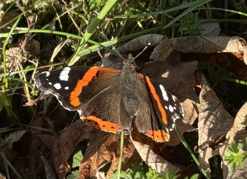 Red Admiral