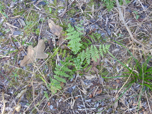 Physematium obtusum, 2026-10-15