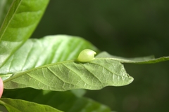 Callirhytis confusa