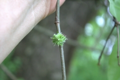 Dryocosmus floridensis