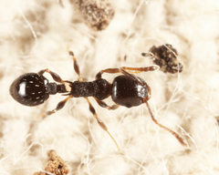 Temnothorax longispinosus