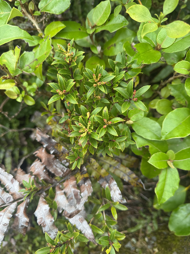 Gaultheria rupestris observed 2026-10-15