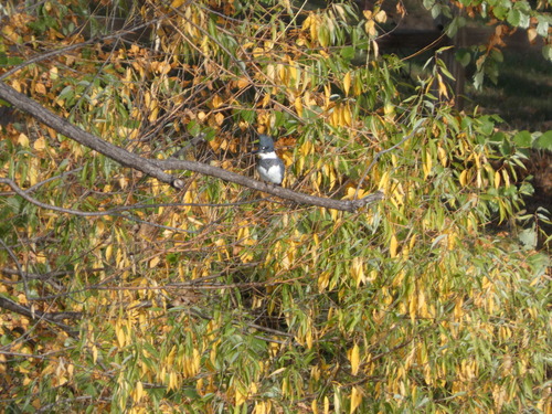 Belted Kingfisher