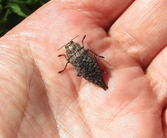 Dicerca aino