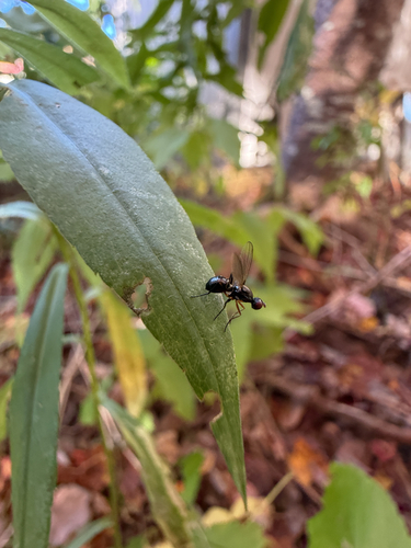 Nemopoda nitidula