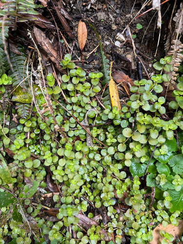 Epilobium pedunculare observed 2026-10-15