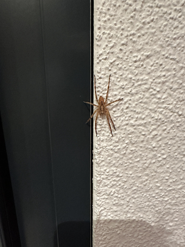 Mediterranean Spiny False Wolf Spider