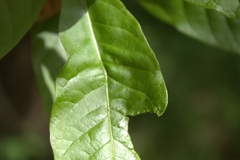 Callirhytis confusa