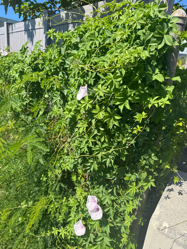 Ipomoea cairica observed 2026-10-14
