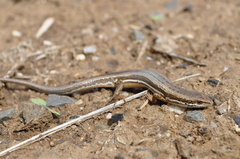 Morethia adelaidensis