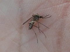 Aedes atlanticus