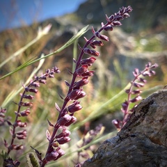 Teucrium salviastrum