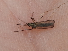 Aedes atlanticus