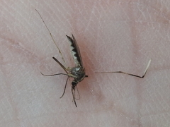 Aedes atlanticus