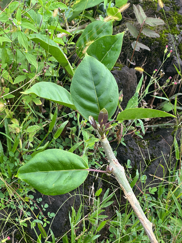 Solandra maxima, 2026-10-15