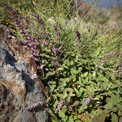 Teucrium salviastrum