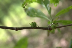 Dryocosmus floridensis