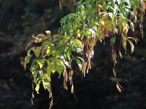 Laburnum alpinum, 2026-10-15