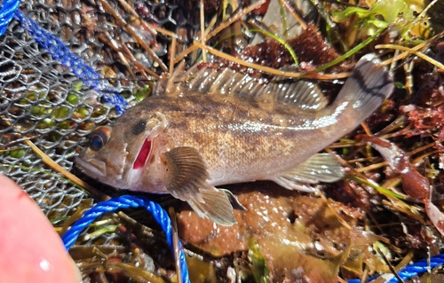Brown Rockfish