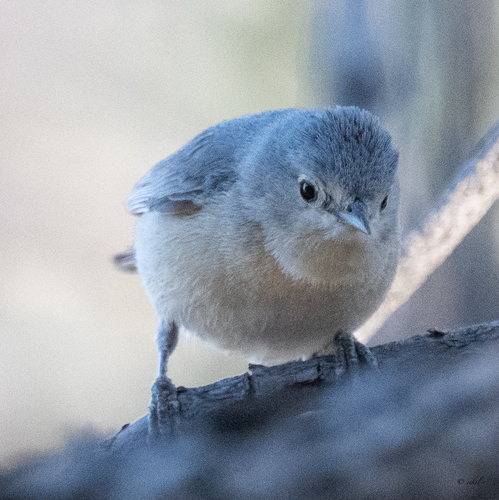 Lucy's Warbler