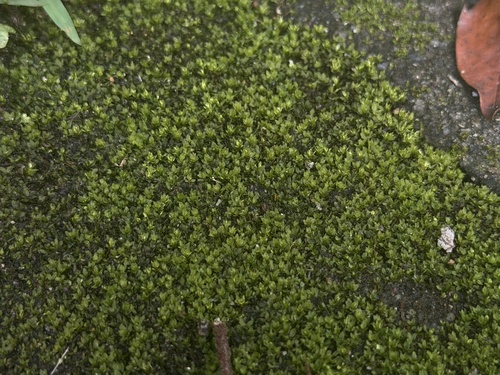 Hyophila involuta observed 2026-10-15