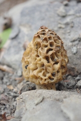 Morchella americana
