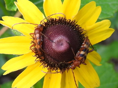 Strangalia sexnotata
