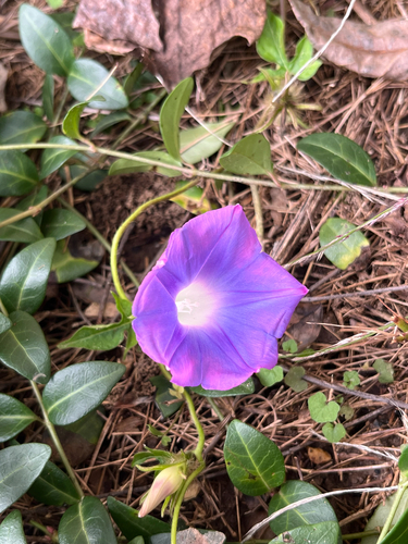 ivy-leaved morning-glory