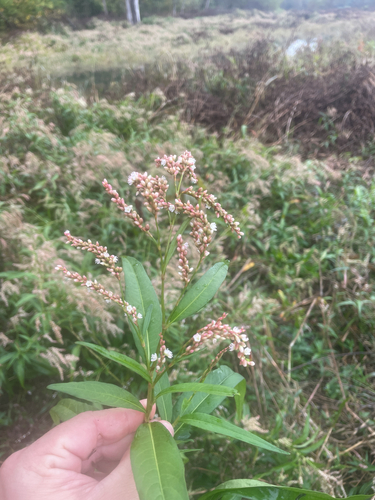 Dense-flowered smartweed