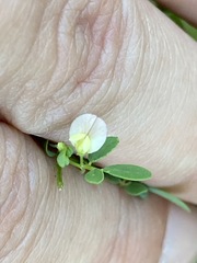 Acmispon parviflorus
