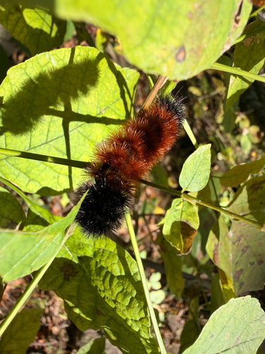 Isabella Tiger Moth