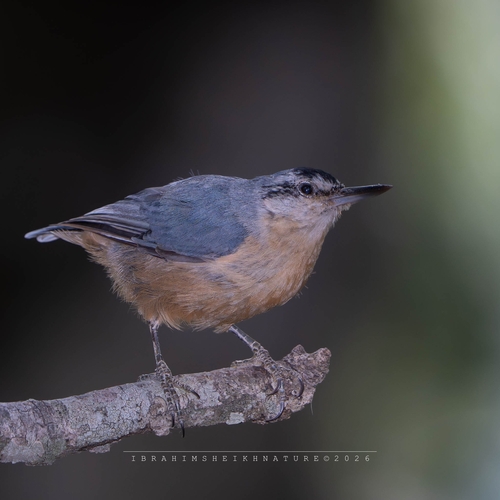 Algerian Nuthatch