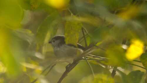 Long-tailed Tit