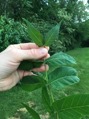 Ailanthus altissima