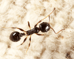 Temnothorax longispinosus